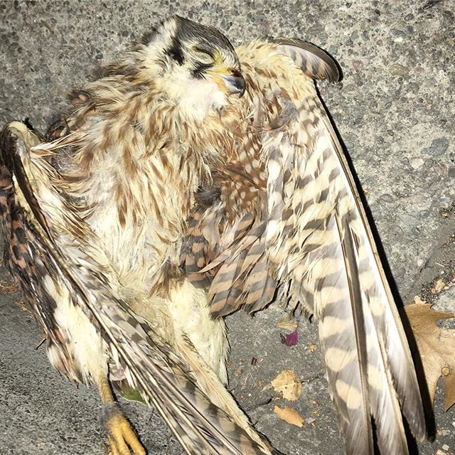 Dead hawk lying in the street